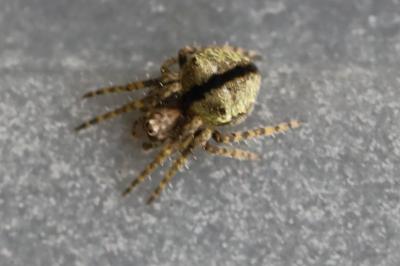 <i>Gibbaranea gibbosa</i>