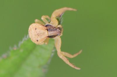 Xystique