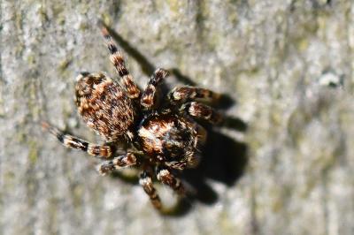 <i>Pseudeuophrys erratica</i>