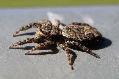 <i>Marpissa muscosa</i>