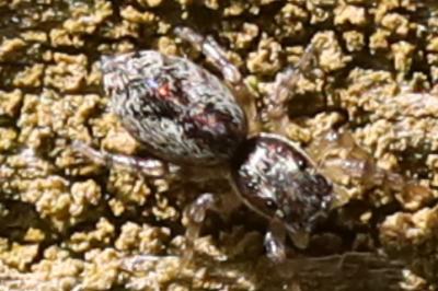 <i>Salticus zebraneus</i>
