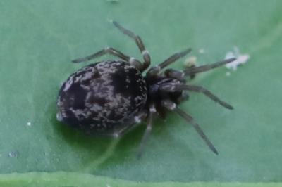 <i>Dictyna</i>