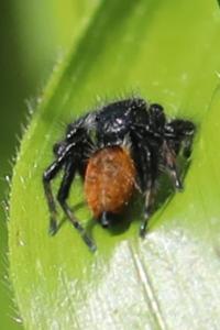 <i>Carrhotus xanthogramma</i>