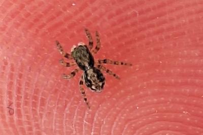 <i>Pseudeuophrys lanigera</i>
