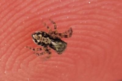 <i>Pseudeuophrys lanigera</i>