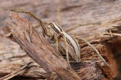 Pisaura mirabilis