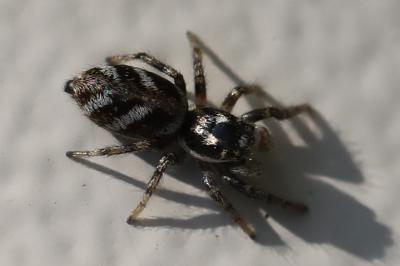 <i>Salticus</i>