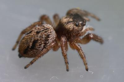 <i>Evarcha</i>