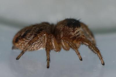 <i>Evarcha</i>