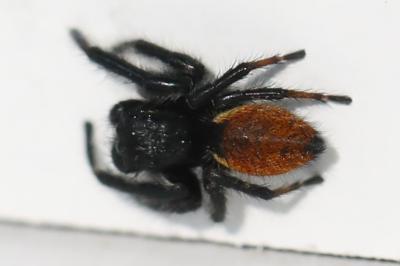 <i>Carrhotus xanthogramma</i>
