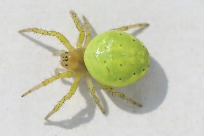 <i>Araniella</i>