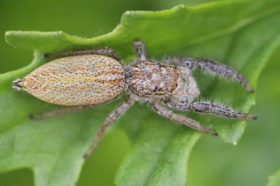 <i>Marpissa radiata</i>
