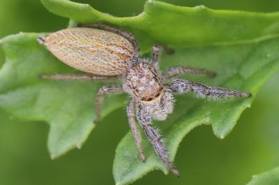 <i>Marpissa radiata</i>