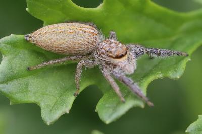 <i>Marpissa radiata</i>