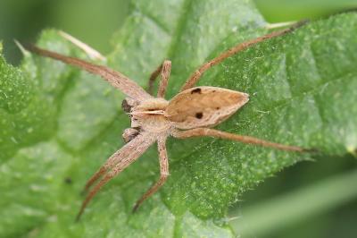 Pisaura mirabilis