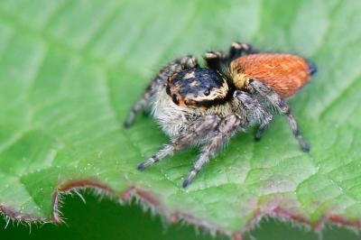 <i>Carrhotus xanthogramma</i>
