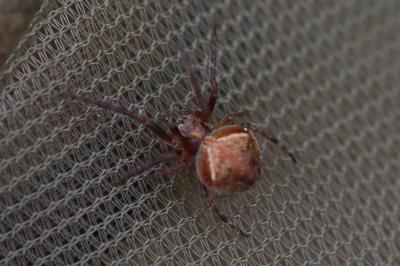 <i>Araneus sturmi</i>