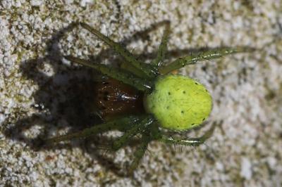 <i>Araniella</i>