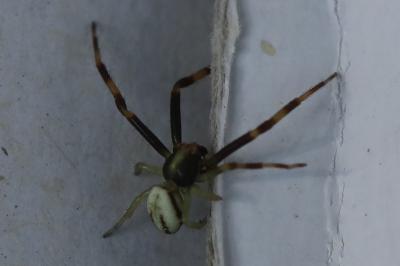 Misumène variable