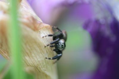 <i>Evarcha arcuata</i>