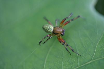 <i>Araniella</i>
