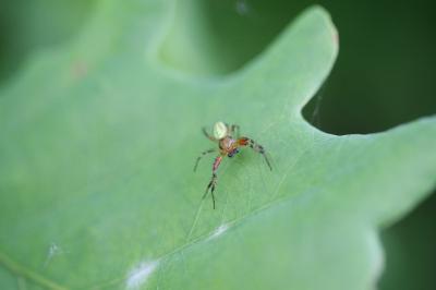 <i>Araniella</i>