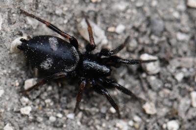 <i>Kishidaia conspicua</i>