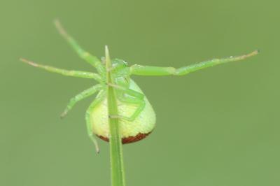 Ebrechtella tricuspidata
