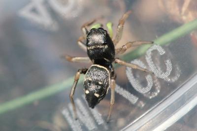 <i>Heliophanus</i>