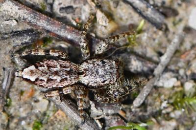 <i>Marpissa muscosa</i>