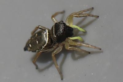 <i>Heliophanus</i>