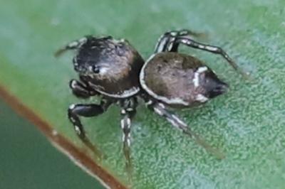 <i>Heliophanus</i>