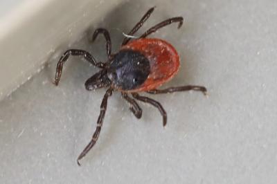 Ixodes ricinus