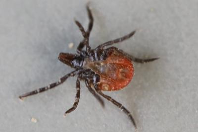 Ixodes ricinus
