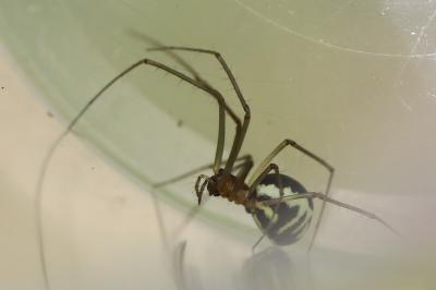 <i>Frontinellina frutetorum</i>