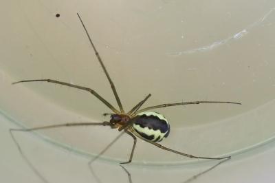 <i>Frontinellina frutetorum</i>
