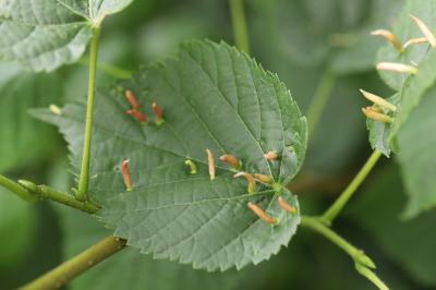 <i>Eriophyes tiliae</i>