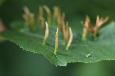 <i>Eriophyes tiliae</i>