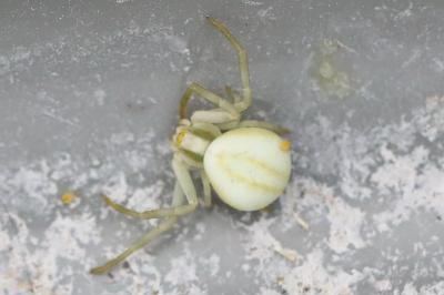 Misumène variable