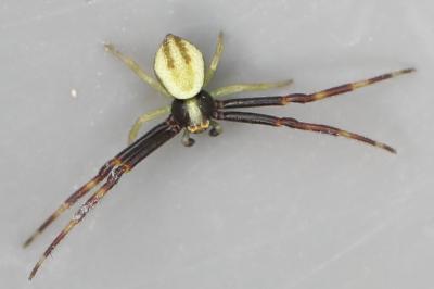 Misumène variable