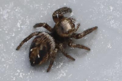 <i>Evarcha arcuata</i>