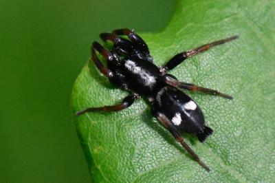 <i>Kishidaia conspicua</i>