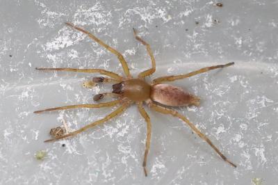 <i>Clubiona</i>