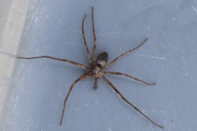 <i>Philodromus</i>