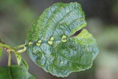 <i>Eriophyes inangulis</i>