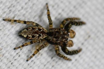 <i>Marpissa muscosa</i>