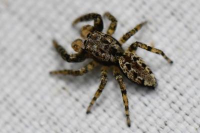 <i>Marpissa muscosa</i>