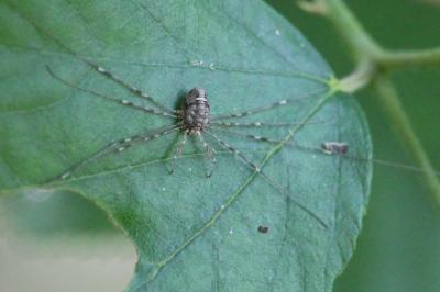 <i>Dicranopalpus ramosus</i>