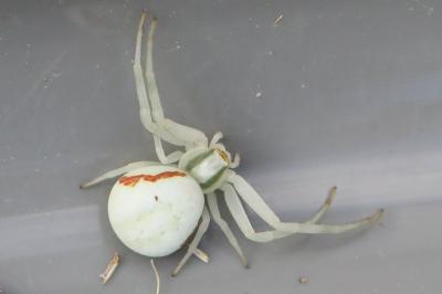 Misumène variable