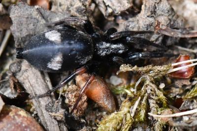 <i>Kishidaia conspicua</i>